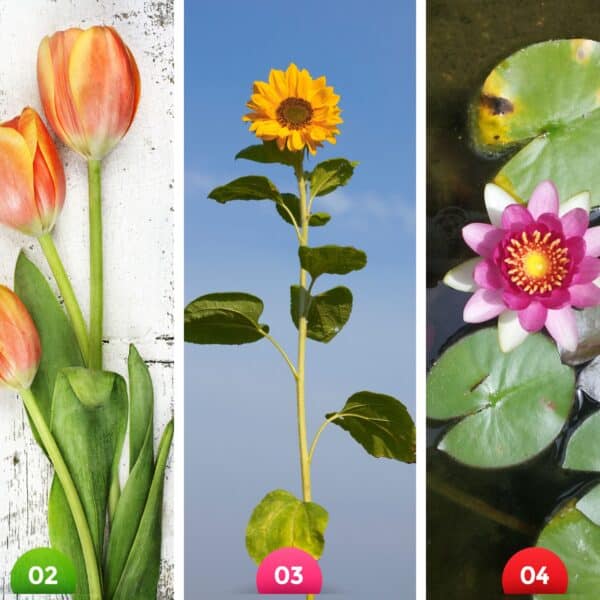 Test della personalità: quale fiore ti attrae di più? Scopri il livello di controllo sulle tue emozioni scegliendo tra questi 5 magnifici fiori!