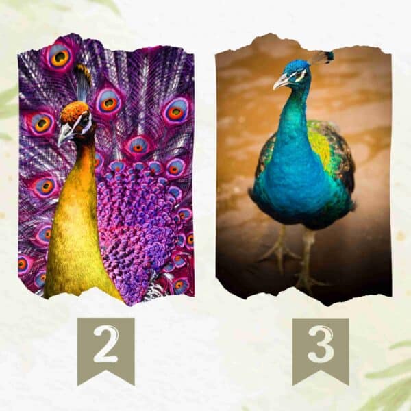Test della personalità: svela il profilo del tuo amico ideale scegliendo uno dei 4 maestosi pavoni!