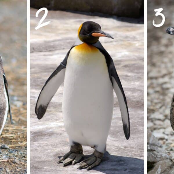 Test della personalità: rivela la tua musa nascosta scegliendo il pinguino dei tuoi sogni tra questi 3 affascinanti candidati!